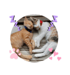 子猫のあいさつスタンプ（個別スタンプ：7）
