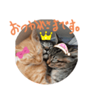 子猫のあいさつスタンプ（個別スタンプ：8）