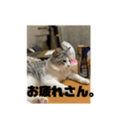 ボンちゃん、さんご、ななを（個別スタンプ：3）