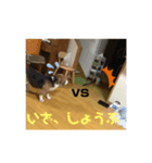 ボンちゃん、さんご、ななを（個別スタンプ：4）