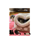 ボンちゃん、さんご、ななを（個別スタンプ：5）