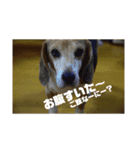 ボンちゃん、さんご、ななを（個別スタンプ：8）
