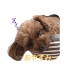 トイプーうめゆず（個別スタンプ：2）