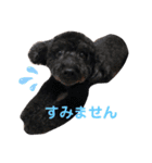 トイプーうめゆず（個別スタンプ：3）