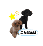トイプーうめゆず（個別スタンプ：22）