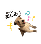 チャチャの日常(基本)（個別スタンプ：4）