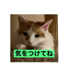 光永家のねこ（個別スタンプ：1）