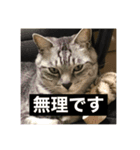 光永家のねこ（個別スタンプ：2）