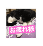 光永家のねこ（個別スタンプ：3）