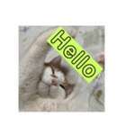 光永家のねこ（個別スタンプ：4）