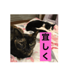 光永家のねこ（個別スタンプ：5）
