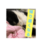 光永家のねこ（個別スタンプ：6）