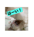 光永家のねこ（個別スタンプ：7）