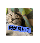光永家のねこ（個別スタンプ：8）