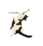 さやねこ。（個別スタンプ：1）