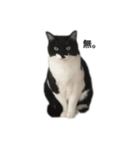 さやねこ。（個別スタンプ：2）