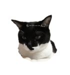 さやねこ。（個別スタンプ：3）