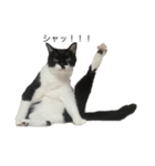 さやねこ。（個別スタンプ：5）
