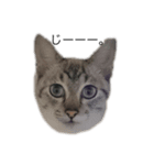 さやねこ。（個別スタンプ：7）