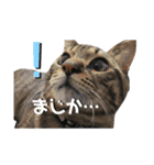 とら子ちゃま（個別スタンプ：1）