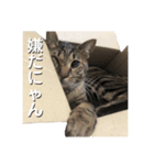 とら子ちゃま（個別スタンプ：2）