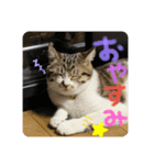 ミイナ挨拶スタンプ（個別スタンプ：2）