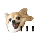ぼくのなまえはとの！（個別スタンプ：10）
