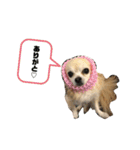 ぼくのなまえはとの！（個別スタンプ：16）