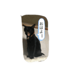 黒猫AI（個別スタンプ：3）