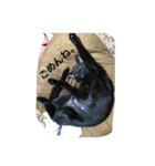 黒猫AI（個別スタンプ：4）