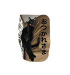 黒猫AI（個別スタンプ：6）