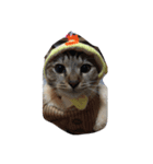 元野良猫の幸子（個別スタンプ：1）