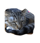 元野良猫の幸子（個別スタンプ：3）