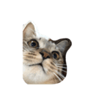 元野良猫の幸子（個別スタンプ：5）