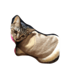 元野良猫の幸子（個別スタンプ：6）