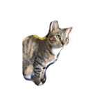 元野良猫の幸子（個別スタンプ：7）