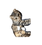 元野良猫の幸子（個別スタンプ：8）
