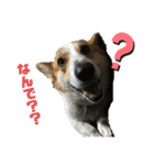 歴代ペット（個別スタンプ：3）