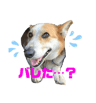 歴代ペット（個別スタンプ：5）