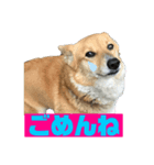 歴代ペット（個別スタンプ：8）