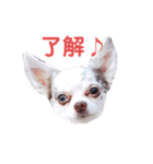 ココ＆プリン＆チョコ＆ミミ（個別スタンプ：2）
