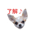 ココ＆プリン＆チョコ＆ミミ（個別スタンプ：3）