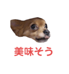ココ＆プリン＆チョコ＆ミミ（個別スタンプ：5）