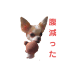 ココ＆プリン＆チョコ＆ミミ（個別スタンプ：6）