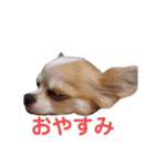 ココ＆プリン＆チョコ＆ミミ（個別スタンプ：11）