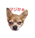 ココ＆プリン＆チョコ＆ミミ（個別スタンプ：12）