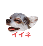 ココ＆プリン＆チョコ＆ミミ（個別スタンプ：13）