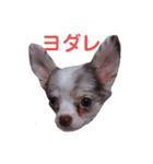ココ＆プリン＆チョコ＆ミミ（個別スタンプ：15）