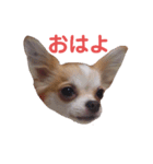 ココ＆プリン＆チョコ＆ミミ（個別スタンプ：16）