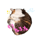ねこちゃんたち。（個別スタンプ：1）